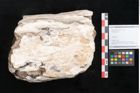 Foto (Objekt + Etikett) von Plantae indet.  (NHMW-GEO-2024-0188-11592)